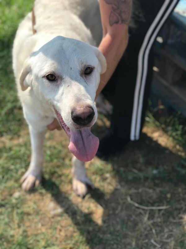 Boston, simil labrador dagli occhi dolcissimi Foto 3